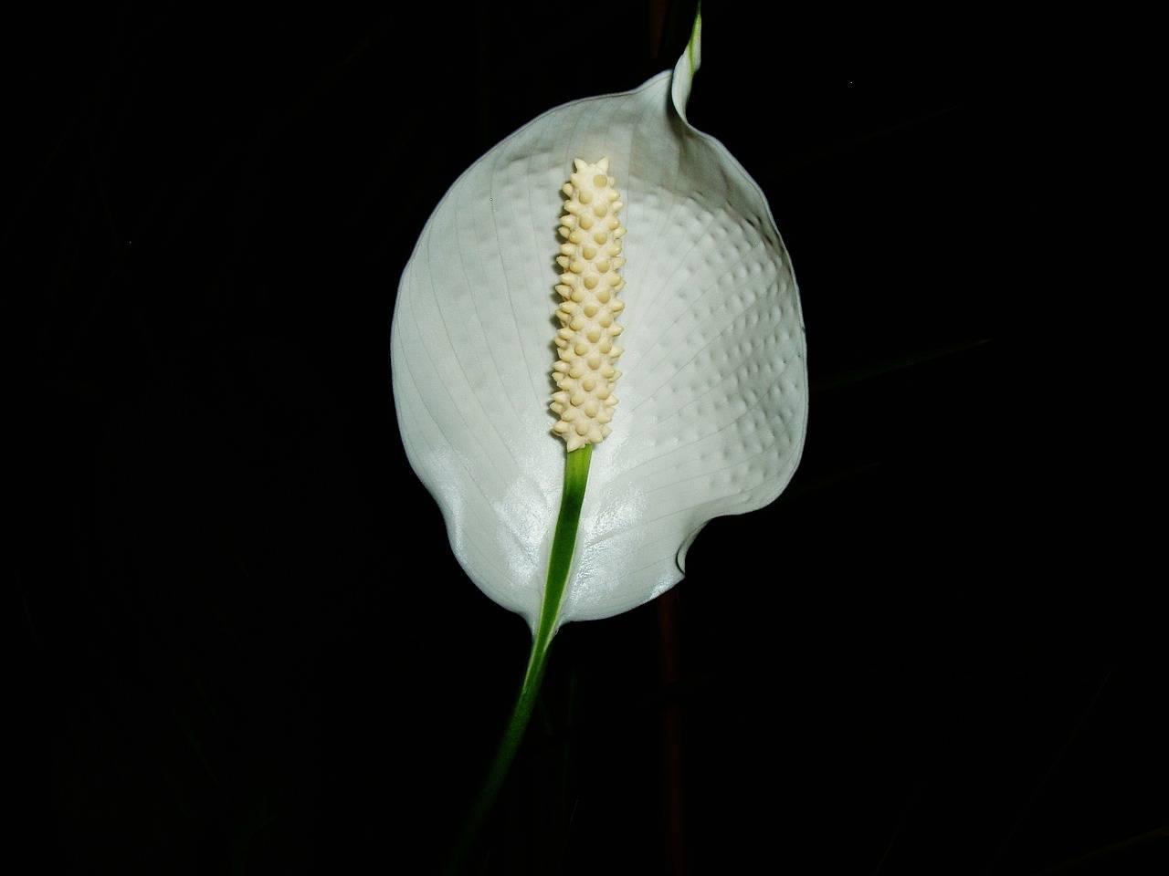 Soins à domicile pour spathiphyllum