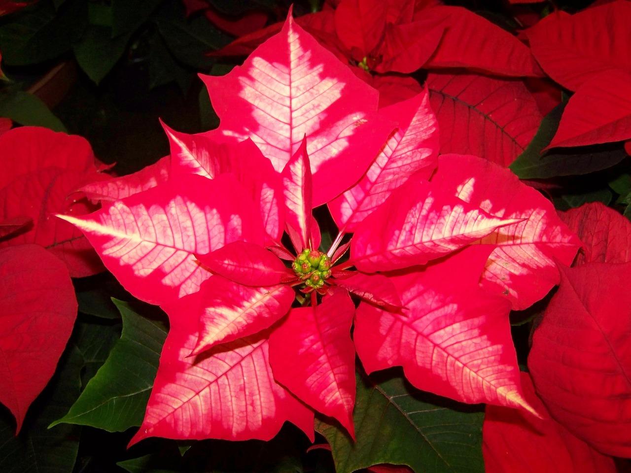 Photo en gros plan d'un poinsetia