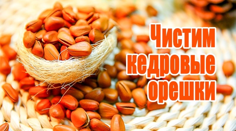 Pignons de pin sur la table