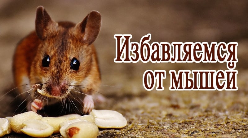 La souris à la noix