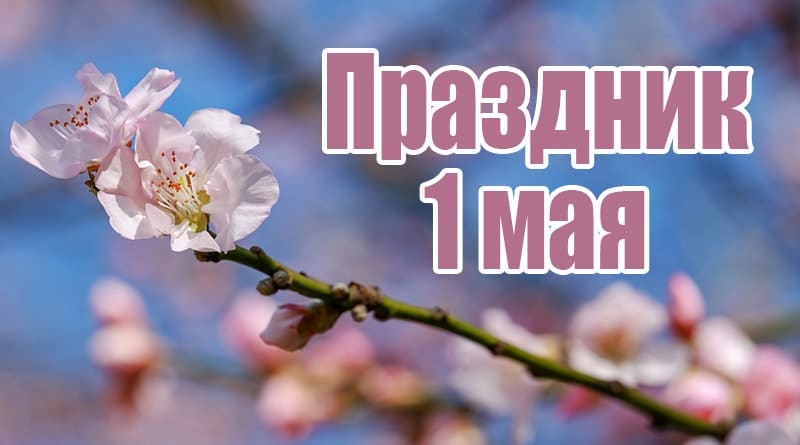 Brin de pommier en fleur